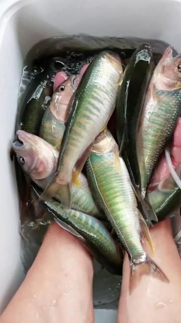 Last Crazy Fishing Before Winter - Roadside Trout Fishing