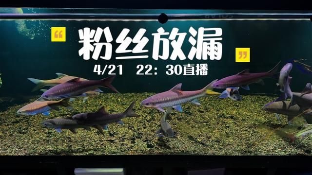 Fan Exclusive Deal! Lock in the Livestream - Blue Gilro Fish Keeping Diary
