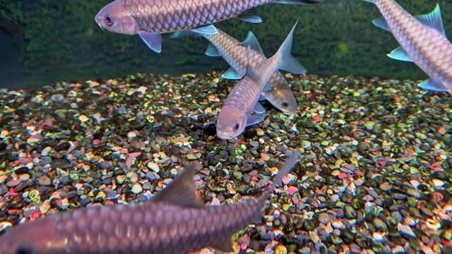 13cm Blue Girol Bt Scales Texture, Snout, Back, Tail Coloring, But Tail Not Threading Yet