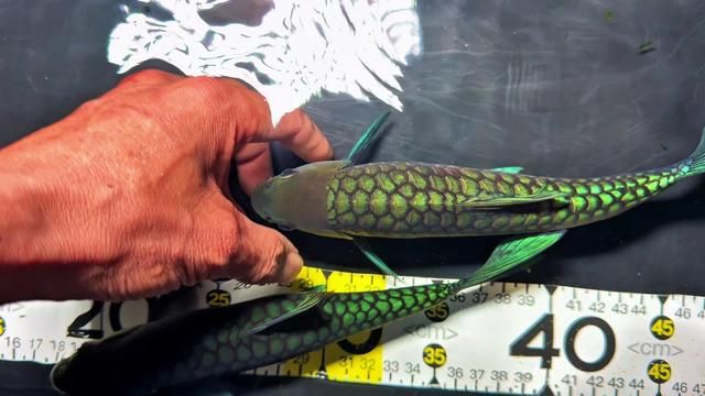 Working...20,21cm Fine Bt#Blue Jihong#Fish Keeping Diary#Ornamental Fish#Tension Playing Jihong