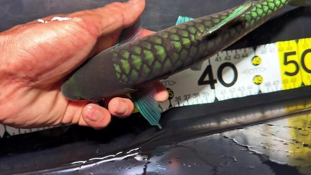 Don't Say What Shouldn't Be Said: Rules & Collection of Lanjiluo Fish