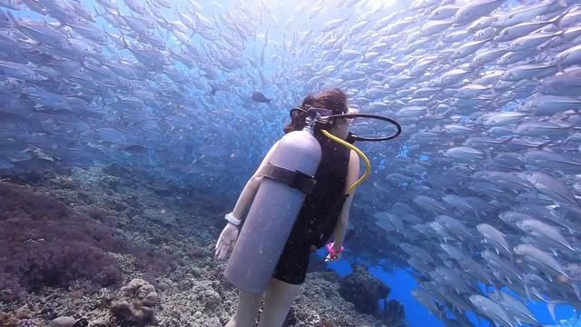 I Want to Quietly Wait for You PADI Diving