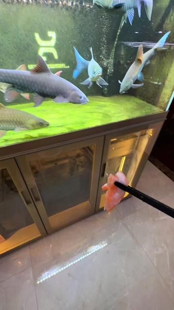 Native Fish Feeding Frenzy: One Bite Daily or Starve