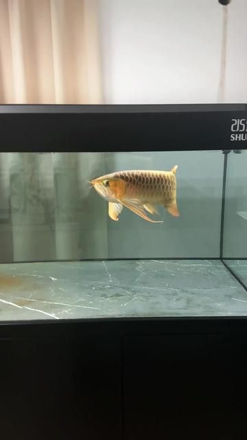Indonesian Red Arowana: Boost Your Mood with Vibrant Energy