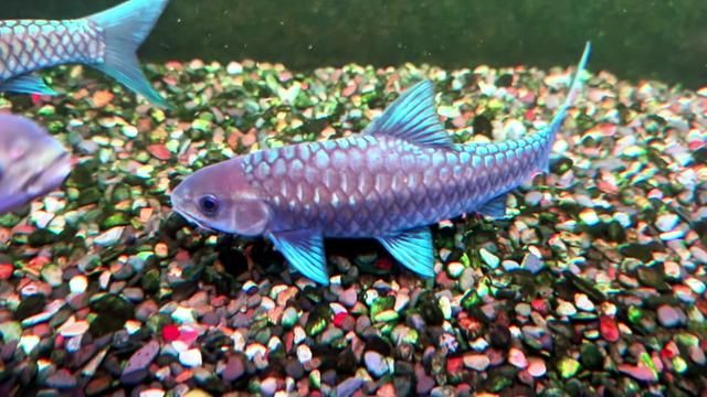 21cm Golden BT Returned Due to Customer's Blue Perception