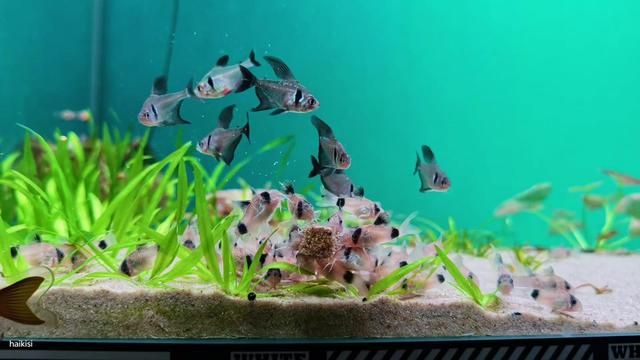 Harmonious Tetras Feeding on Bloodworms