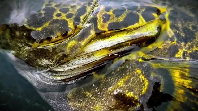Lure Fishing for Mandarin Fish in Streams | Touch Sensitivity