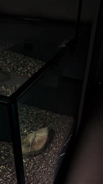 Blue Gularis Killifish: The Ultimate Aquarium Challenge for Men