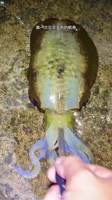 First Encounter with Color-Changing Squid Fishing