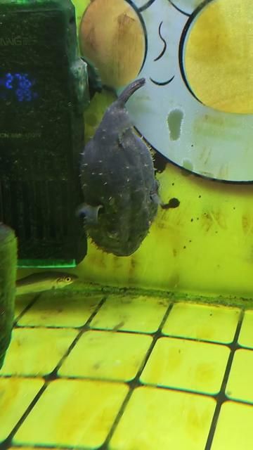 12cm Fish Price Guide: How Much Does It Cost? Over 300+ Options