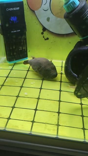 Fish Tank Feeding Time: Filter Maintenance & Fish Care Diary