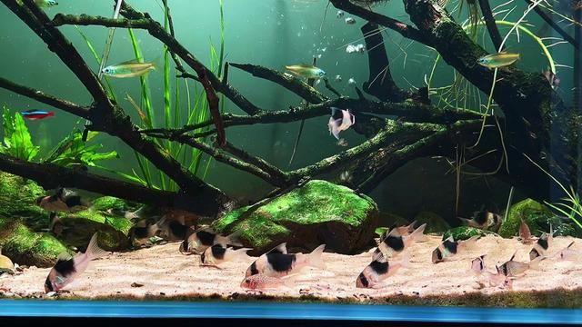 Panda Corydoras Size Guide: XL, L, M, S, XS for Your Aquarium