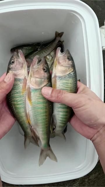 Fishing for Horsehead Fish in the Year of the Horse: Instant Wealth and Prosperity