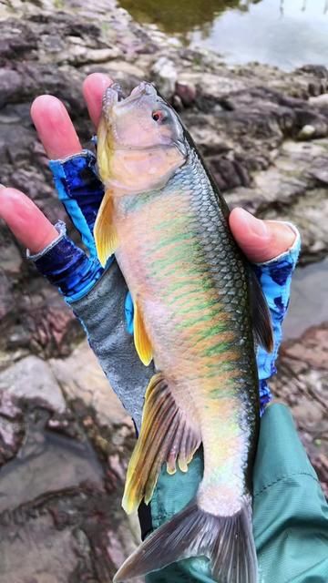 Wishing Everyone a Prosperous 2026 Horse Year with Giant Horse Fishing