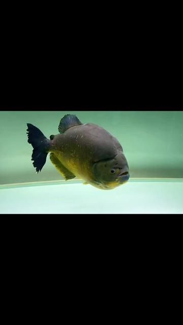 Golden Scale Carp Brings Wealth in Year of the Horse