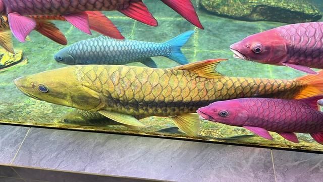 Pharaoh: The King of Betta Fish - More Majestic Than Arowana