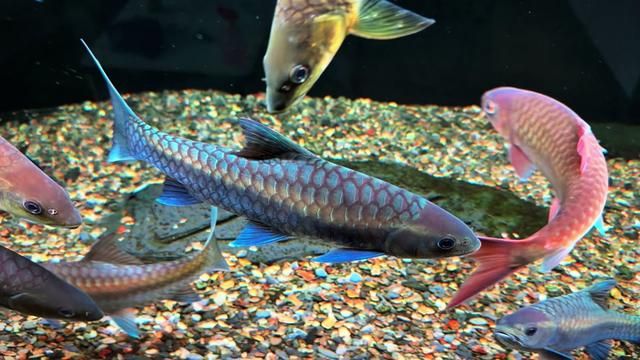 Slow and Steady Wins the Race: Blue Spotted Garra Care