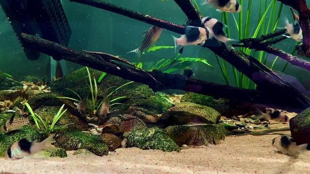 Panda Corydoras - South American Tropical Fish