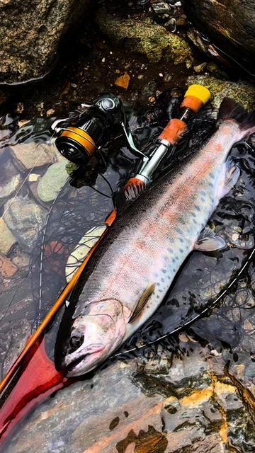 First Horse Mackerel of Summer! Stream Fishing