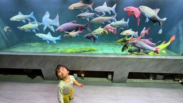 Fishkeeping isn't for private enjoyment alone, share it with everyone - Raising吉罗鱼