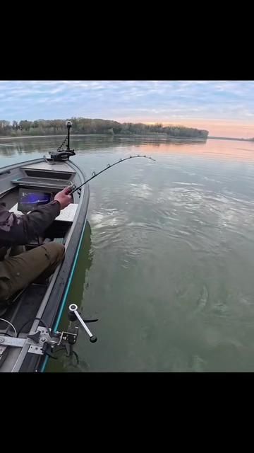 European Giant Catfish | Lure Fishing | Fishing Era