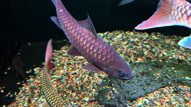How to Keep Blue吉罗 and Ancient Copper Fish: Fishkeeping Diary