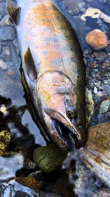 Stream Fishing for Chinese Hooksnout Carp