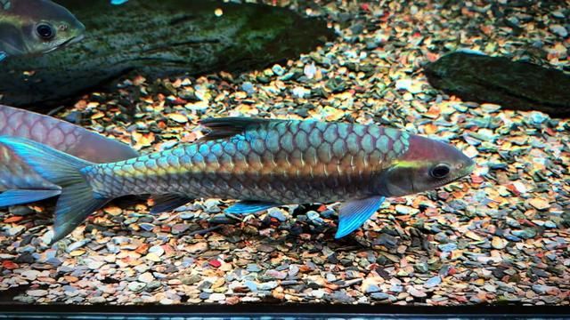 Fish Taking Off #bt #bluegiro #fishkeeping #fishdiary #ornamentalfish