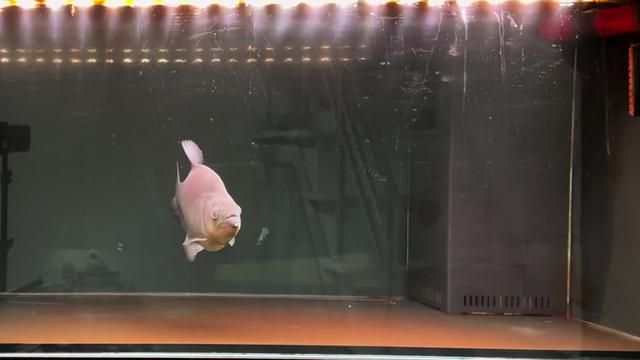 Feeding Black Piranha and Tiger Fish: Changing Their Diet