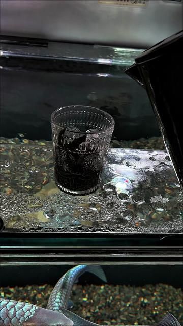 Nighttime Freedom: Blue Gularis Fishkeeping Tips