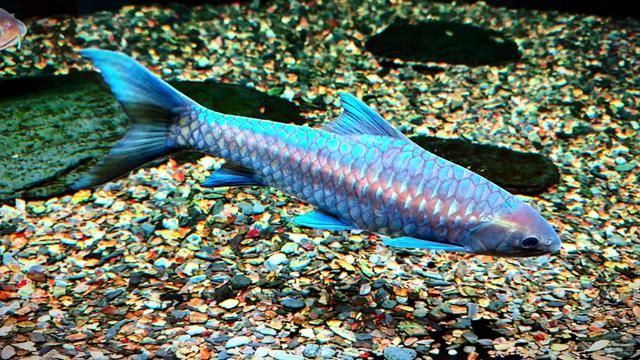 Slowly Becoming a Blue Giraffe - Fishkeeping Diary