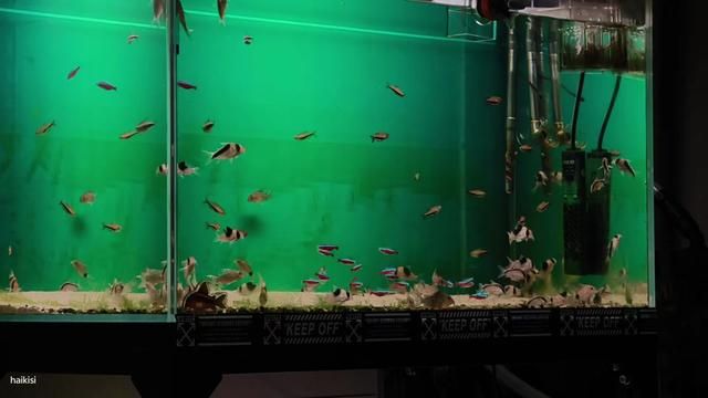 How Algae Grows So Neatly with a Clear Dividing Line