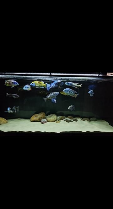 Fresh Shrimp from Local Market - Three Lakes Cichlid Feeding