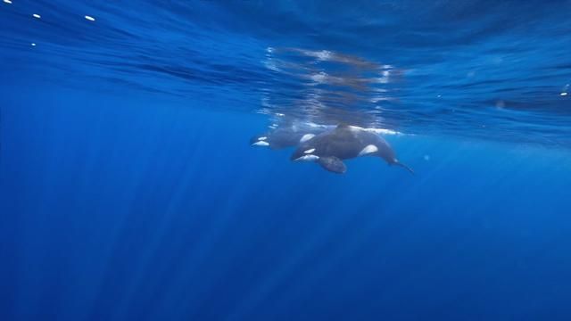 May in Maratua Indonesia - Who Wants to Join? Semporna 1003