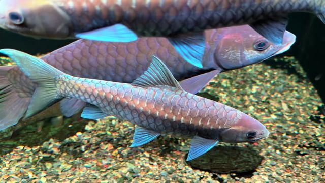 Dragon Scale Transformation of a Slow Dragon: Blue Gilroy Fish Keeping Diary