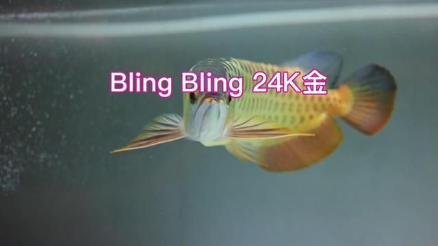 24K Gold Bling Bling Ring with Premium Texture