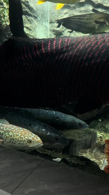 Scar Carp Fishing Techniques and Tips