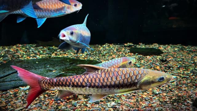 King of Mountains and Rivers - Yingjiang Blue Jieluo Ancient Tongjin Fish Keeping Diary