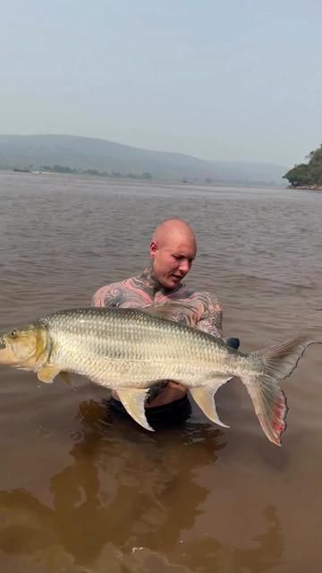 Golden Tigerfish - Predator Fish Lovers Will Adore This Species