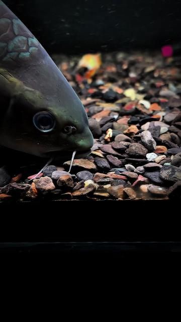 The Importance of Baiting and Luring in Fishing: Blue Grouper Fish Keeping Diary