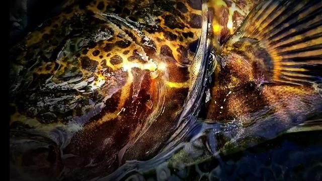 Top Predators of the River: Contrasting Hunting Strategies