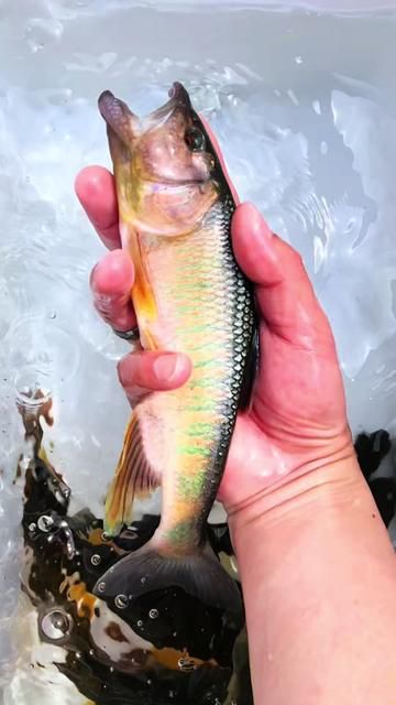 Fishing for Horsehead Fish in 2026 Year of the Horse: Luck and Color Changes