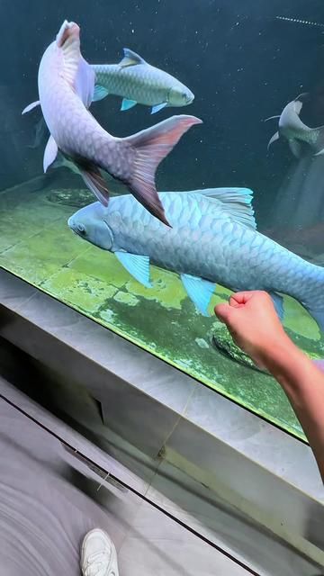 Lanjiro Ancestor, Meter-Level Alien Mouth! Fist-Sized Scales on Giant Fish