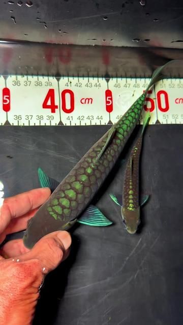 Ultra-Slim 20cm Mini Cannon: The Perfect Fishing Rod for Mighty Gilroy