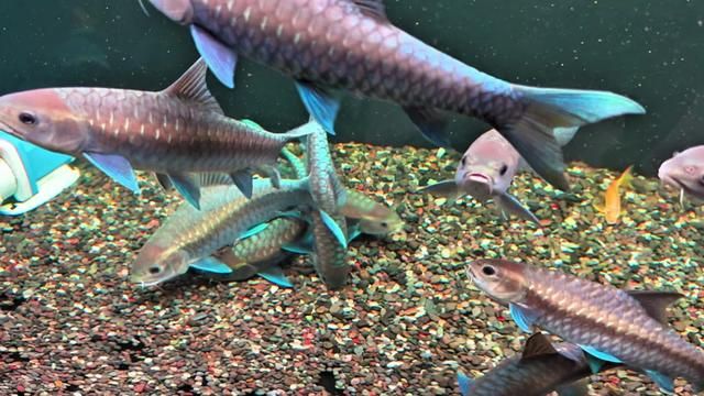 Hidden Fish Waste in Substrate? Watch This! Blue Gilroy & Its Crazy Pulling Power