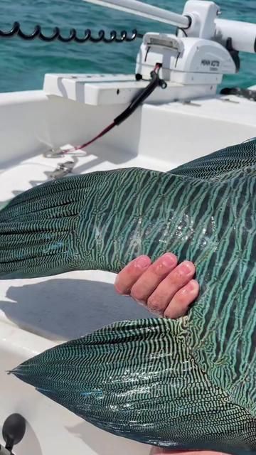 Seafood Fishing: Ocean Life and Marine Fishing Techniques