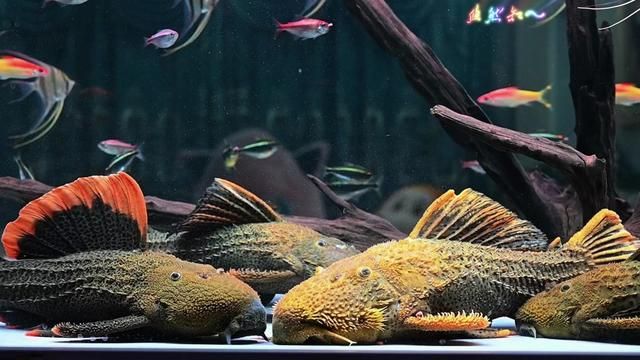 Narrow Encounter: Who Eats More? South American Aquarium Fish Feeding Frenzy