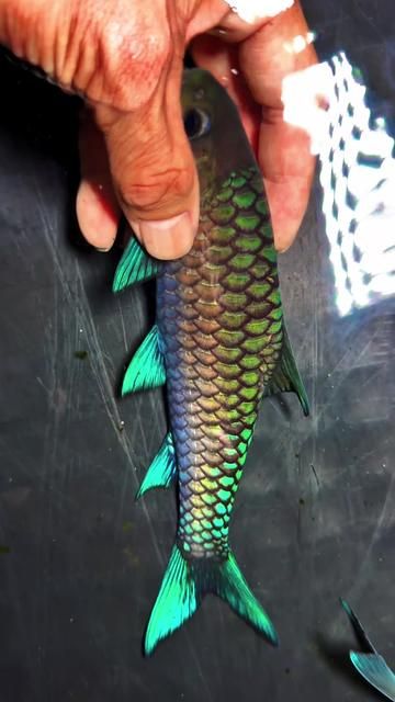 18cm Blue Gilroy: A Stunning Display of Beauty and Strength