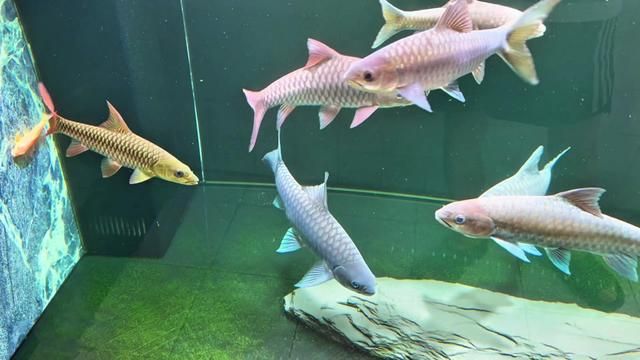 From 13cm to 25cm in 3 Months: Raising a Jian Carp Without Breaking the Bank