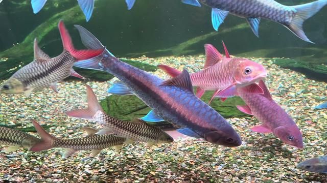 40cm Blue Giraffe from Laos | Fishkeeping Diary